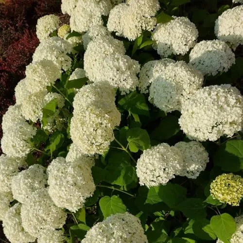 Hortensie Anabelle holzig 2L Pflanze für Anfänger und professionelle Gärtner - Ideal für Kleingarten, Garten - Schöne Pflanze mit ungewöhnlichen Blüten - Genießen Sie jeden Tag ihre Farben