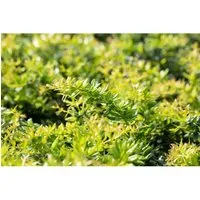 Berberis Candidula Immergrüne Berberitze 20–25 cm