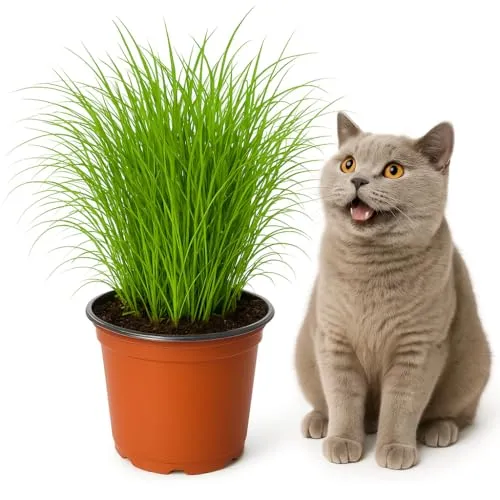 mgc24 Katzengras Cyperus zumula - Echtes Zyperngras im 12er Topf, fertig gewachsen ca. 20cm hoch