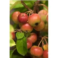 Malus 'Evereste' - Zierapfel mit weißen Blüten - Obstsamen & -pflanzen, bienenfreundlich und pflegeleicht, ideal für Hecken und Einzelstellung mit dekorativen roten Früchten.