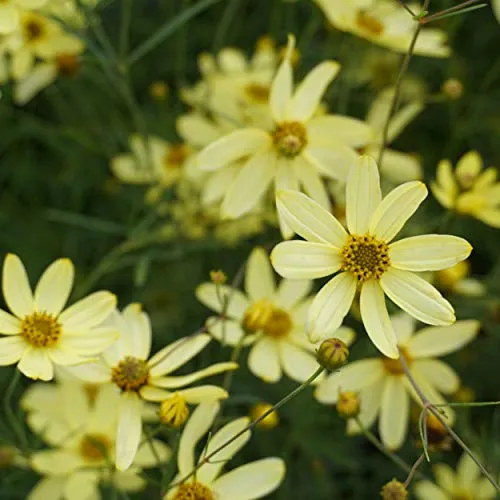 Blumixx Stauden Coreopsis ‘Moonbeam’ – Mädchenauge, hellgelb blühende Staude, mehrjährig, bienenfreundlich, robust, perfekt für sonnige Beete & Balkonkübel