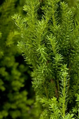 Taxus media 'Hillii' 20–30 cm – Winterhart, Immergrün, Pflegeleicht – Bechereibe – Heckenpflanze für Garten & Sichtschutz