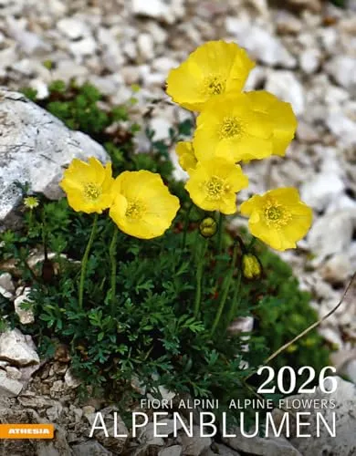 Alpenblumen Kalender 2026: Fiori alpini – Alpine flowers