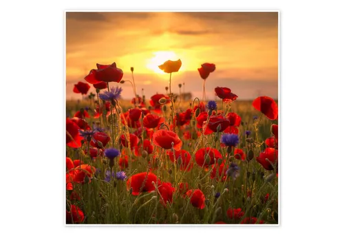 Poster & Bildende Kunst Rot von Posterlounge