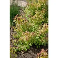 Cornus Sanguinea Midwinter Fire Hartriegel Leuchtend Orange 40–60 cm