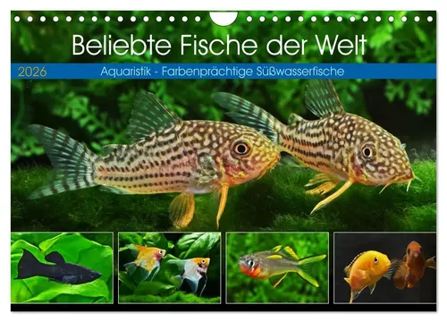 Beliebte Fische der Welt - Wandkalender 2026 - Kalender für Aquaristik-Fans mit farbenprächtigen Süßwasserfischen. Ideal für jedes Zimmer und ein tolles Geschenk für Liebhaber der Unterwasserwelt!
