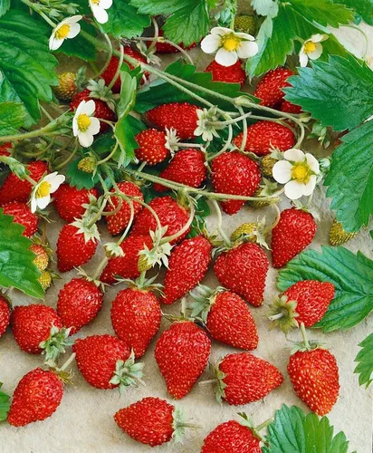 Pflanzen für Dich Obstpflanze Fragaria vesca Alexandria, 1 St., Wald-Erdbeere, Monatserdbeere, Alexandria-Erdbeere, immertragend, aromatisch