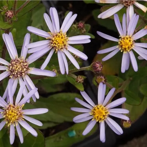 Blumixx Stauden Aster ageratoides 'Adustus Nanus' – kompakte Wildaster für sonnige & halbschattige Standorte, spätsommerliche Blüte, winterhart, bienenfreundlich