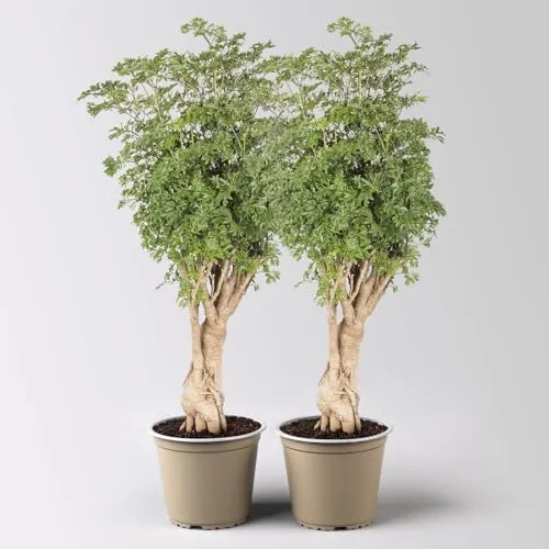 Pflanzen-Kölle Pflanzen von Pflanzen-Kölle