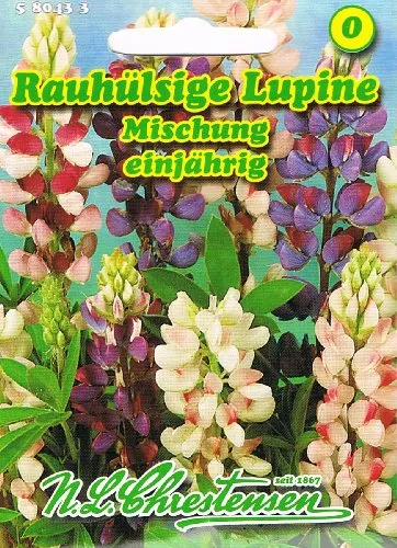 Rauhülsige Lupine Mischung, einjährig, farbenfrohe Mischung, Gruppenpflanze, Schnittblume 'Lupinus hartwegii '
