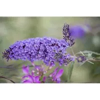 Buddleja Davidii Schmetterlingsstrauch Ile De France 40-60 cm