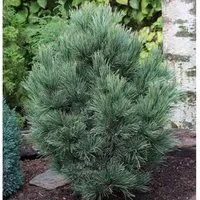 Zirbelkiefer 80-100cm