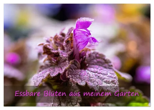 Monika Scheurer | Essbare Blüten Kalender 2026 DIN A5 - Schöner Tischkalender mit 14 Seiten, der die Vielfalt essbarer Blüten zeigt. Ideal für Gartenliebhaber und kreative Köche, um das Jahr farbenfroh zu gestalten.