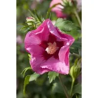 Hibiscus syriacus 'Pink Giant' - Gartenhibiskus mit rosa Blüten - Pflegeleichter, winterharter Gartenhibiskus mit großen rosa Blüten, ideal für sonnige Standorte und Hecken. Lockt Bienen und Schmetterlinge an, perfekt für Anfänger.