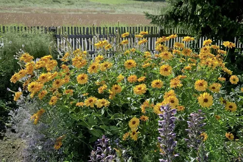 Pflanzen für Dich Staude Heliopsis scabra Venus, 1 St., Rauher Sonnenhut, Sonnenauge