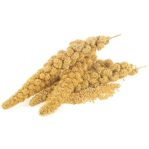 Gladen Kolbenhirse gelb 500g - Vogelfutter Kanarien Wellensittich