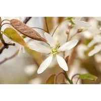 Amelanchier Lamarckii Kupfer-Felsenbirne 150–175 cm - Elegantes Ziergehölz mit schneeweißen Blüten und kupferfarbenem Laub. Ideal als Solitär oder in Gruppenpflanzungen, pflegeleicht und robust für jeden Garten.