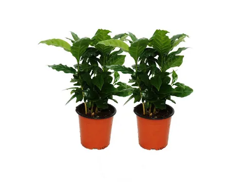 Exotenherz Zimmerpflanze Kaffee Pflanze (Coffea arabica) 2 Pflanze - Zimmerpflanze