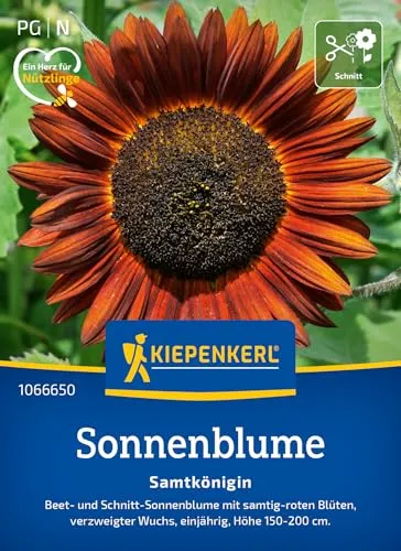 Kiepenkerl Sonnenblumensamen Samtkönigin 1066650 - Blumensamen für Elegante Arrangements mit großen und samtig-roten Blüten - Wildblumensamen, Blumenwiese