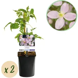 Everspring Kletterpflanze Duftende Rosa Blüten – Clematis Montana Rubens | Green boutiQ
