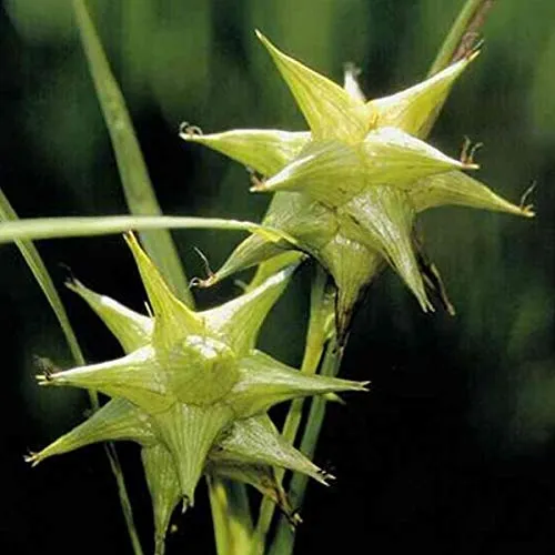 6er-Set Elegante Morgenstern Segge - Carex Grayi: Sternenhimmel im 9x9cm Topf.