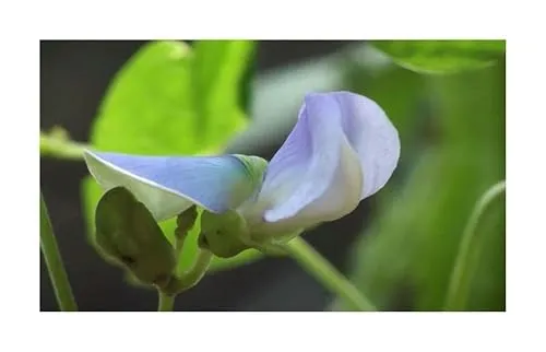 Stk - 10x Psophocarpus tetragonolobus Kletterpflanze Garten Pflanzen - Samen ID1532 - Seeds & Plants Shop by Ipsa