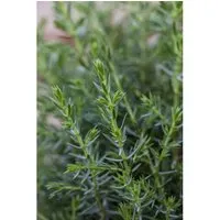 Juniperus Communis 'Arnold' Wacholder 30–40 cm – Stilvolles Nadelgehölz - Der schmale Säulen-Wacholder 'Arnold' begeistert mit seiner eleganten Form und blauen Nadeln. Ideal für Beete, Vorgärten oder als Kübelpflanze, bringt er Struktur und modernes Flair in jeden Garten.