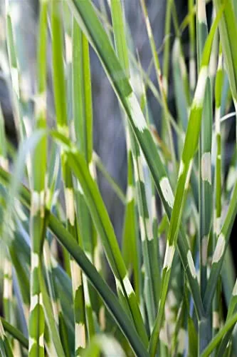 Miscanthus sinensis 'Strictus' 11x11 cm Topf – Winterhart, Mehrjährig, Pflegeleicht – Zebragras – Ziergras für Beet & Kübel