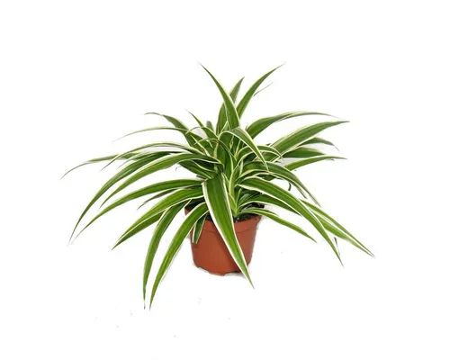 Exotenherz Zimmerpflanze Chlorophytum - Grünlilie - Brautschleppe - 9cm Topf - Zimmerpflanze