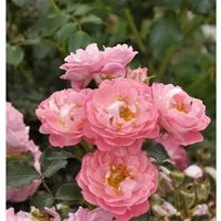 Produktbild Hochstamm Rose Charmant 60-80cm