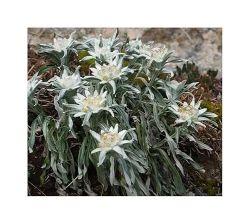 Stk - 30x Alpen Edelweiss Leontopodium alpinum Garten Pflanzen - Samen KS65 - Seeds & Plants Shop by Ipsa