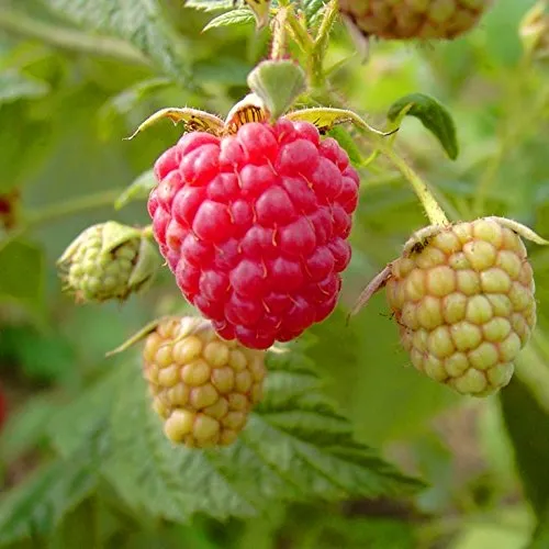 Himbeere Autumn Bliss Blissy - Aromatische Herbsthimbeere - Obstsamen & -pflanzen: Herbsttragende Himbeere, selbstfruchtbar, bis 1,50 Meter hoch, ideal für sonnige bis halbschattige Lagen, inklusive Pflegeanleitung und Anwachsversprechen.