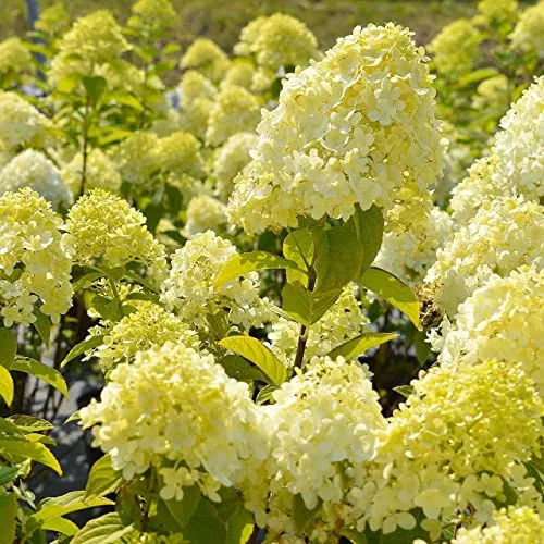 Hortensie Candlelight 2L Pflanze für Anfänger und professionelle Gärtner - Ideal für Kleingarten, Garten - Schöne Pflanze mit ungewöhnlichen Blüten - Genießen Sie jeden Tag ihre Farben