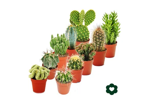 Exotenherz Pflanzen von Exotenherz