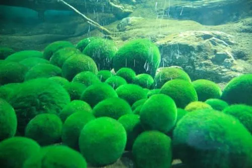 Sahawa Arts 10 Marimo Moos Kugeln 2,5 cm Mooskugeln