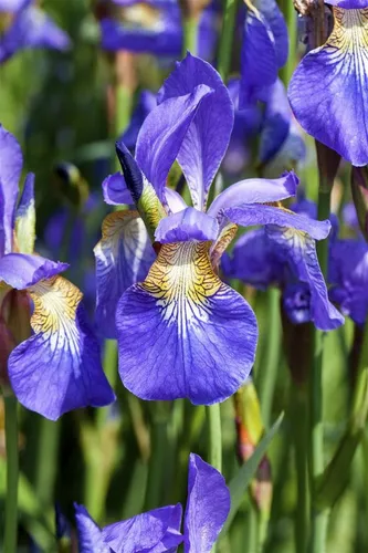 Pflanzen für Dich Staude Iris sibirica, 1 St., Sibirische Schwertlilie
