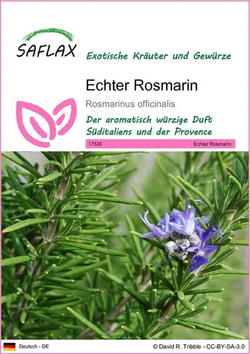 SAFLAX Kräutersamen SAFLAX - Samen - Echter Rosmarin