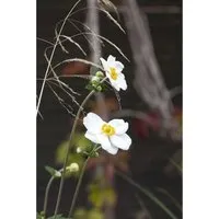 Anemone Hupehensis Honorine Jobert Herbstanemone 2 Liter Container