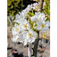 Birne Alexander Lukas 100