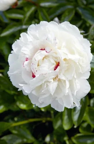 Paeonia Lactiflora Pfingstrose Avalanche – Elegante Blütenstaude - Die Pfingstrose ‘Avalanche’ begeistert mit großen, schneeweißen Blüten und gesundem Laub. Ideal für sonnige bis halbschattige Standorte, bringt sie Eleganz in jeden Garten und eignet sich hervorragend als Schnittblume.