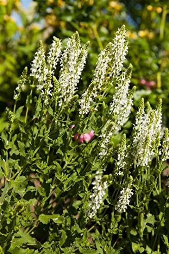 Salvia nemorosa 'Adrian' 9x9 cm Topf – Winterhart, Mehrjährig, Pflegeleicht – Steppensalbei – Staude für Beet & Rabatte