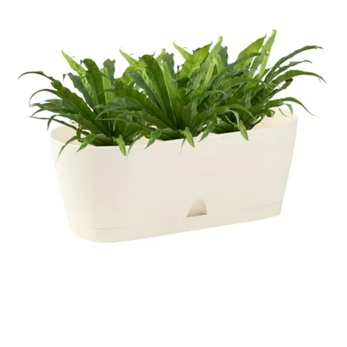 Engelland - 1 x Blumenkasten mit Untersetzer, Beige, Balkonkasten, Pflanztopf, 25 cm, Tischdeko, für Garten, Terrasse, Fensterbank, mit Wasserauffangschale, Innen- & Außenbereich, 1,7 Liter