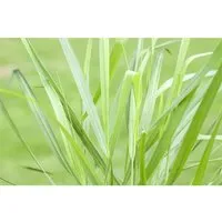 Pflanzen für Dich Gräser Panicum virg. Rotstrahlbusch