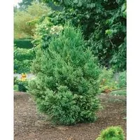 Cryptomeria Japonica Japanische Sicheltanne 40–60 cm