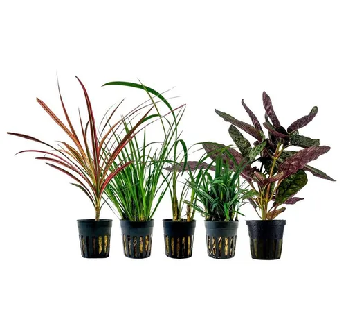Aquaone Wasserpflanze Pflanzen Set mit 5 Terrarienpflanzen Nr.272 - Wasserpflanzen-Set mit 5 volldurchwurzelten Arten, ideal für ein gesundes Terrarium. Fördert das Wachstum und die Vitalität Ihrer Aquarienbewohner.