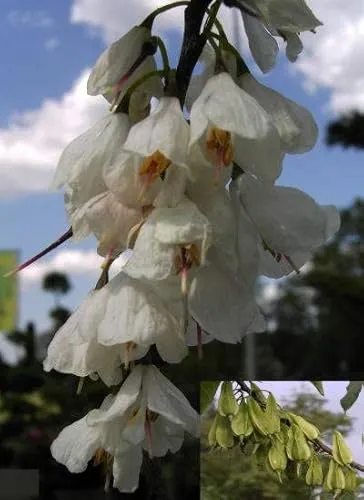 Halesia carolina von Baumschule