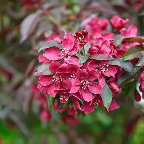Rotlaubiger Zierapfel 'Royalty' - Mehrtriebig, 80-100cm im 5L-Topf - Obstsamen & -pflanzen, attraktiver Zierapfel mit rubinroten Blüten, ideal für kleine Gärten und beliebt bei Bienen und Hummeln.