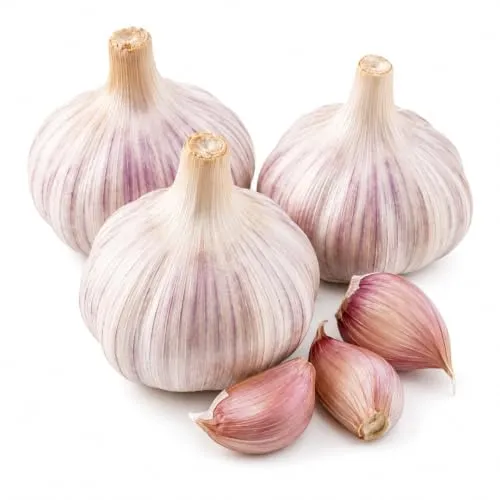 Knoblauch Rutisem – 3 Pflanzknollen für aromatischen Anbau