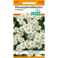 SAMEN PFANN Gänseblümchen Wiesengänseblümchen