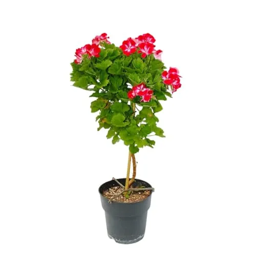 Exotenherz Pelargonium Grandiflorum 